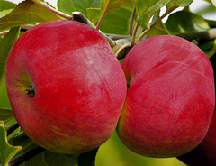 Яблоня «Розочка»
